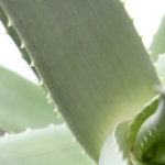 Aloe vera is the best for pigmentation problem